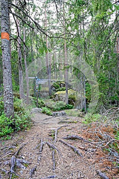 forest trail with orange markings on tree trunks