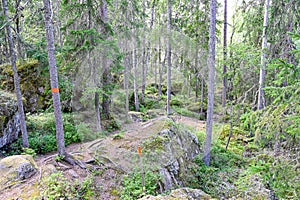 forest trail with orange markings on tree trunks