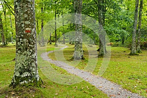 Forest trail. A path crosses a forest of green oak trees, Navarre