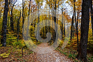 Forest trail in Pictured Rocks National Lakeshore, Munising, MI