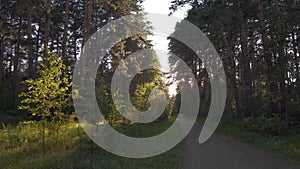 Forest Trail. Pine Park with Tall Green Trees. Summer Morning in the Forest