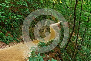 Forest Trail in Plitvice, Croatia