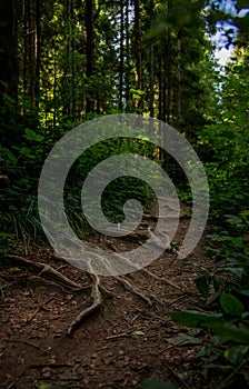 Forest trail roots wood land fantasy landscape scenic view of April season time vertical nature photo