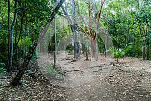 Forest trail at the ruins of the Mayan city Coba, Mexi