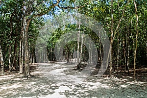 Forest trail at the ruins of the Mayan city Coba, Mexi