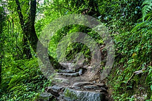 Forest trail, Sikkim, India