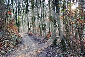 Forest trail in the sun