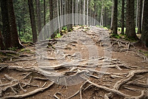 Forest trail to the top of the Hoverla,  highest mountain in Ukraine.