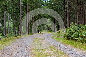 Forest trail to the waterfall of Kamienczyk river