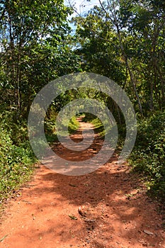 Forest trail in Topes de Collantes National Park photo