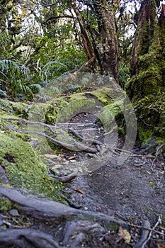 Forest trail with tree roots and moss in the ground