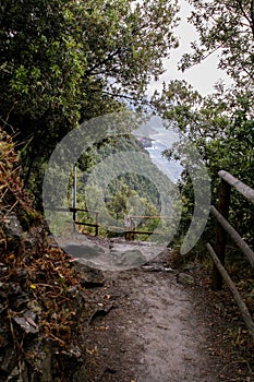 Forest trail with views of the wooded hills