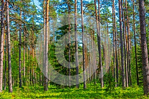 Forest trail at Viru bog national park in Estonia