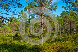 Forest trail at Viru bog national park in Estonia