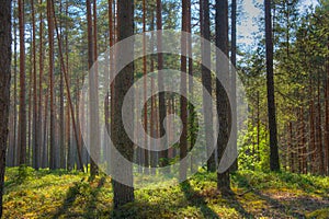 Forest trail at Viru bog national park in Estonia