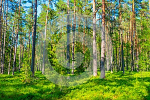 Forest trail at Viru bog national park in Estonia