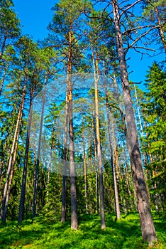 Forest trail at Viru bog national park in Estonia