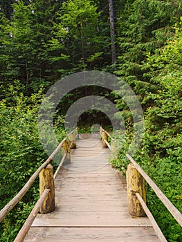 forest trail through wooden bridge in beautiful woodland scenery
