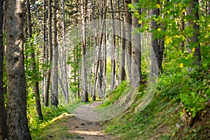 Forest trail zone in Andorra in late summer in the Pyrenees.