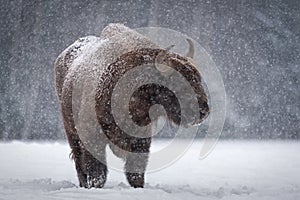 Forest Tramp. Giant Aurochs Or Bison Bonasus. Huge European Brown Bison  Wisent , One Of The Zoological Attraction Of Bialowieza