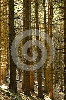 Forest tree background at morning photo