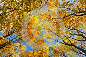 Forest. tree crown on the sky background