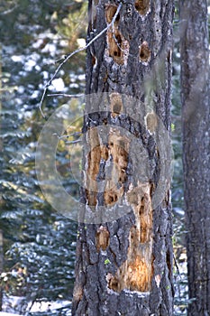 Forest Tree Damaged By Woodpeckers photo