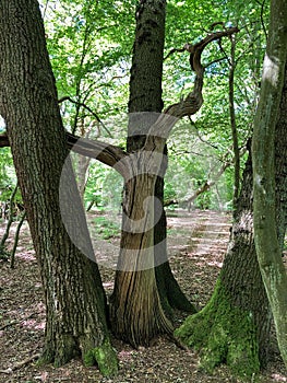Forest Tree in Epping Forest