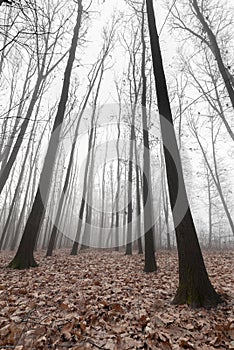 Forest tree in foggy day
