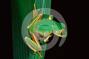 Forest tree frog, South Africa