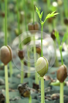 Forest tree germinate seed