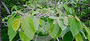 Forest Tree grewia asiatica falsa  Green Leaves Closeup Shot in the Jungle of  Central India photo