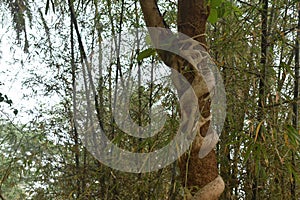 forest Tree in india