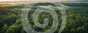 Forest and tree landscape texture abstract background, Aerial top view forest atmosphere area, Texture of forest view from above,