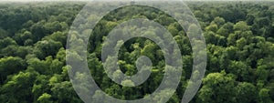 Forest and tree landscape texture abstract background, Aerial top view forest atmosphere area, Texture of forest view from above,