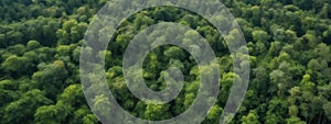 Forest and tree landscape texture abstract background, Aerial top view forest atmosphere area, Texture of forest view from above,