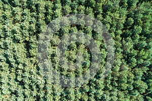 Forest and tree landscape texture abstract background, Aerial top view forest atmosphere area, Texture of forest view from above,