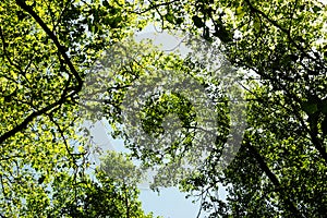 Green tres in the forest