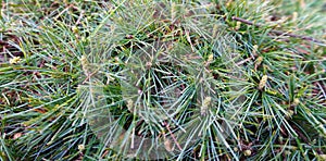 forest tree leafs texture background