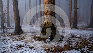 Forest with a tree in the middle