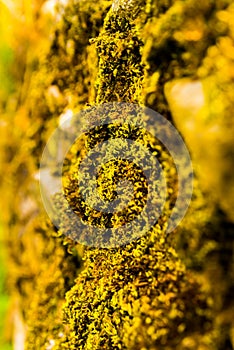 Forest tree moss