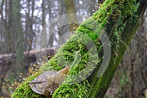 forest tree mushroom sky winter cold beauty greens growth nature