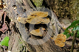 Forest tree with mushrooms