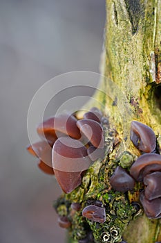 Forest tree mushrooms - edible mushroom Auricularia auricula-judae, known as the Jew`s ear, wood ear, jelly ear, pepeao