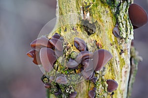 Forest tree mushrooms - edible mushroom Auricularia auricula-judae, known as the Jew`s ear, wood ear, jelly ear, pepeao