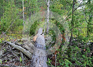 Foresta un albero natura legna alberi, verde foresta pino autunno valigia login al di fuori crosta,, montagna la roccia 