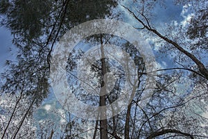 Forest tree, pine under sky, Image Low Key