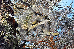 The forest tree is pine. View of the trunk from below. Beautiful, bizarre-shaped dried tree branches that look like writhing snak