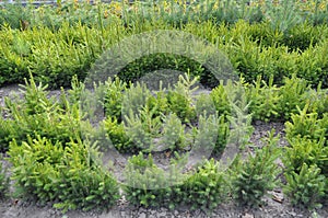 Forest tree seedlings grow in a nursery