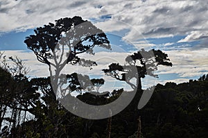 Forest tree silhouettes against cloudy sky